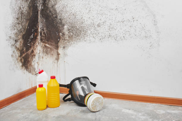 Mold Removal Process in Topanga, CA