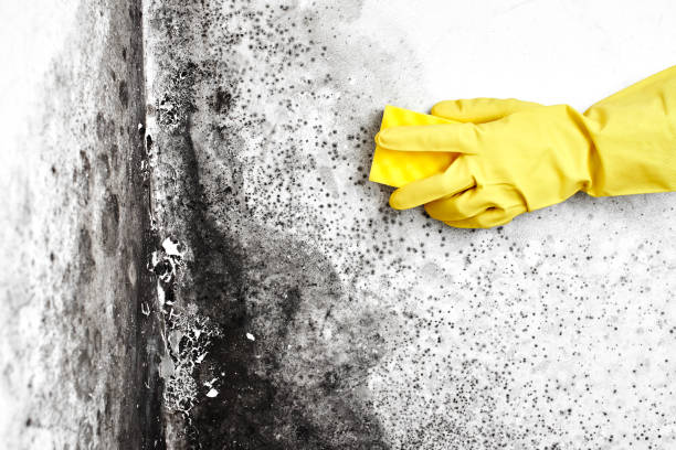 Best Mold Testing  in Topanga, CA