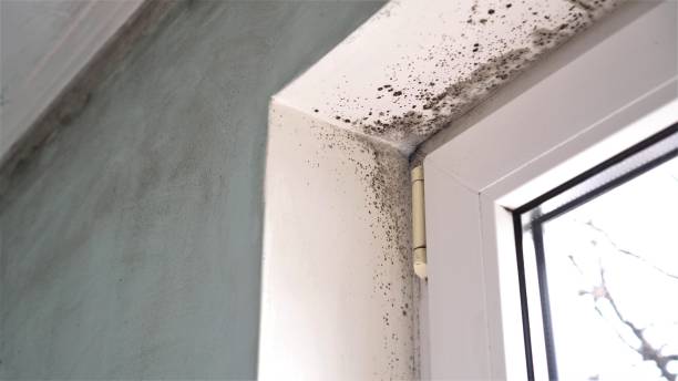 Best Office Mold Removal Services  in Topanga, CA