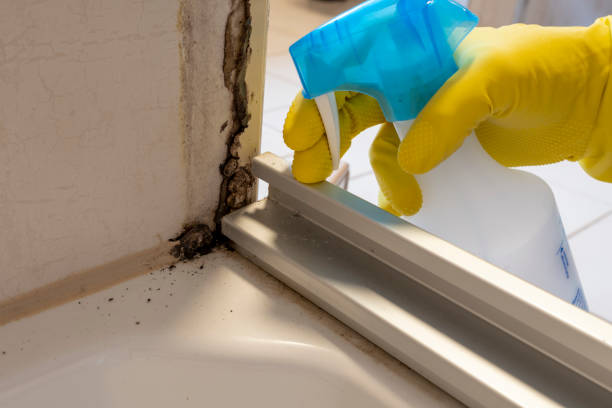 Best Residential Mold Removal  in Topanga, CA
