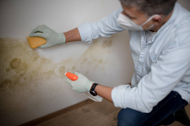 Certified Mold Removal in Topanga, CA
