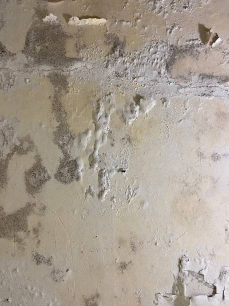 Best Certified Mold Removal  in Topanga, CA