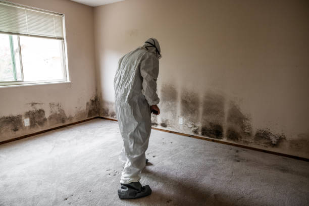 Best Mold Remediation  in Topanga, CA