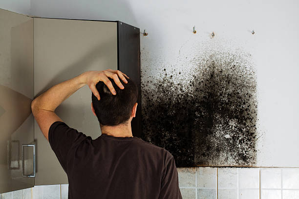 Best Attic Mold Removal  in Topanga, CA