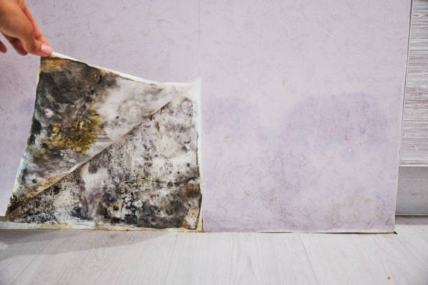 Best Mold Removal Company Near Me  in Topanga, CA